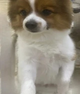 جلب ضايع بالجهرا بالواحه