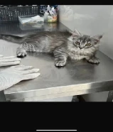 Maine coon 3 اشهر