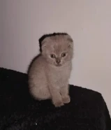 كيتن للبيع سكوتش فولد الاعمار شهر ونص سته خمس صفر ثلاث ثلاث اربع اربع تسع kitten Scottish