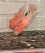 super red classic kmfa flowerhorn male fish