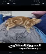 للبيع قط اميركن شورت هير