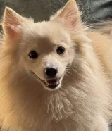 كلاب جابنيز سبتز للتبني مرحة و ودودة