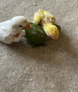 فروخ روز و اجواز كناري مع فروخها للبيع