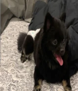 للبدل بومرنيان نثيه مع ايفون16