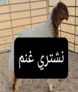 نشتري غنم ومعزا والدفع كاش