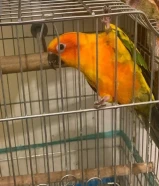 زوج صن كنيور للبيع