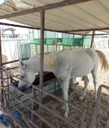 حصان عمره سنتين