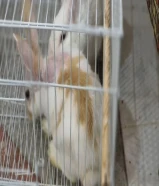 2 أرنب للبيع بسعر حصررري