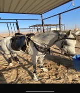 حفيد ان كي قسوره