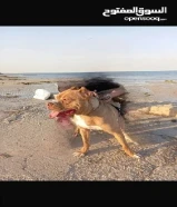 بيتبول xl اصلي