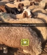 للبيع طليان