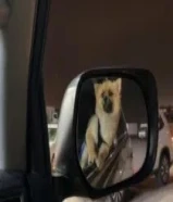 كلب بوبرينيان