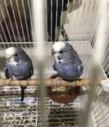 موجود زوج بادجي منتجين من قبل