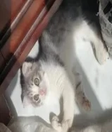 للبيع كتن ذكر سكوتش فولد51624661