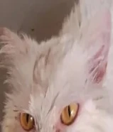 قطه للبيع ااا55771095