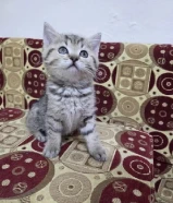 للبيع كيتن سكوتش متطعم مع كل أغراضه عمر شهرين