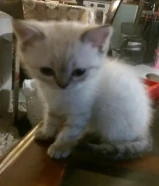 للبيع قطوة انثي عمرها شهر ونصف