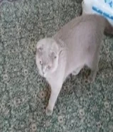 للبيع نيثه وذكر مع كامل أغراضه والنثيه حامل