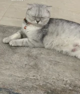 تبني قطوه ا