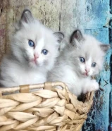 purebred ragdoll kitten looking for a new home
