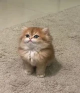 كيتن بريتش عمره شهرين
