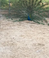 ذكر طاووس للبيع