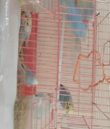 ست عصافير بالقفص