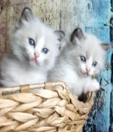 purebred ragdoll kitten looking for a new home