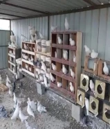 شبرة فك وتركيب مع 80 زوج حمام الشبكة موجودة في كبد التواصل على الرقم في الوصف