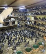 للبيع حمام دحل