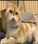 للتزاوج + ابرتيش للبيع