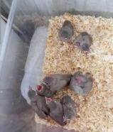 bulabul baby for sell