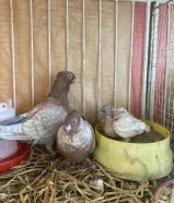 حمام زينا للبيع التواصل ولتساب خمسا صفر ثلاثة ثلاثة واحد خمسا ستا صفر