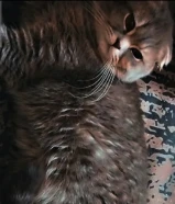 قطط للبيع+ قطط كبار للتبني ميكس سكوتش بريتش ‌. للإستفسار واتساب فقط