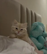 سلام عليكم عارضه قطوتي للبيع سبب للبيع ماعندي مكان لها لانه عندي أمها وأبوها وامها حامل بتولد