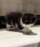 للبيع سكوتش فولد