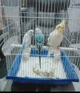 إعلان لصديق سعرهم 30 دينار