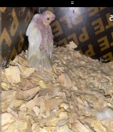 للبيع زوج كروان مع فرخ