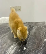 قطوة انثى للبيع العمر شهرين انثى المبلغ