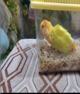 للبيع فروخ روز متعود على العس مع كامل ملحقاته