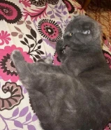 Scottish Cat for Free