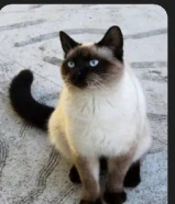 مطلوب قط سيامي (تبني) ذكر يكون عمره تحت ثلاث اشهر