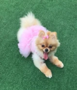 مفقود كلب صغير في القرين