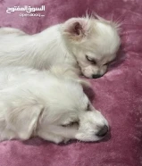 كلاب للتبني ^ مو قد المسؤوليه لا ترسل ^