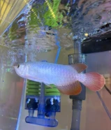 300 دينارsuperred & gold 24K arowana