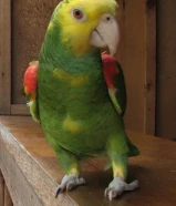 مطلوب دبل يلو هيد امزون