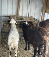 للبيع ثلاث خرفان شفالي ورخل سماان ومعلوفين