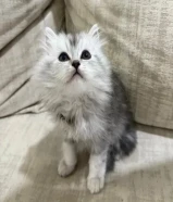 كيتن شيرازي