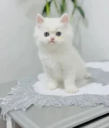 كيتن سكوتش فولد وانواع جميله