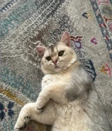 قطو سكوتش ستريت